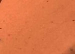 PINTURAS TERMO FIJABLES CREANDO BEBES,  SALMON